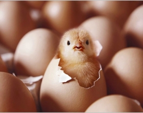 Giải mã tại sao gà ấp trứng không nở và cách giải quyết
