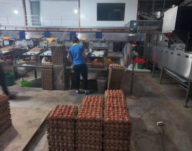 Sỉ trứng gà công nghiệp Đồng Nai: Nguồn cung cấp trứng giá cả hợp lý