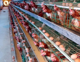 Thức ăn cấm cho gà - Bảo vệ gà của bạn khỏi nguy cơ sức khỏe