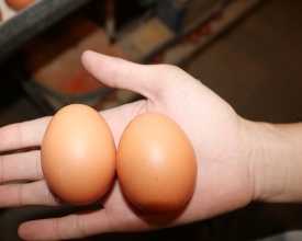 Trứng tại nhà máy 