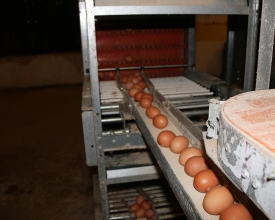 Dây chuyền sản xuất trứng gà